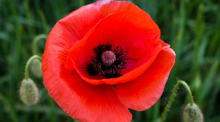 an image of a poppy